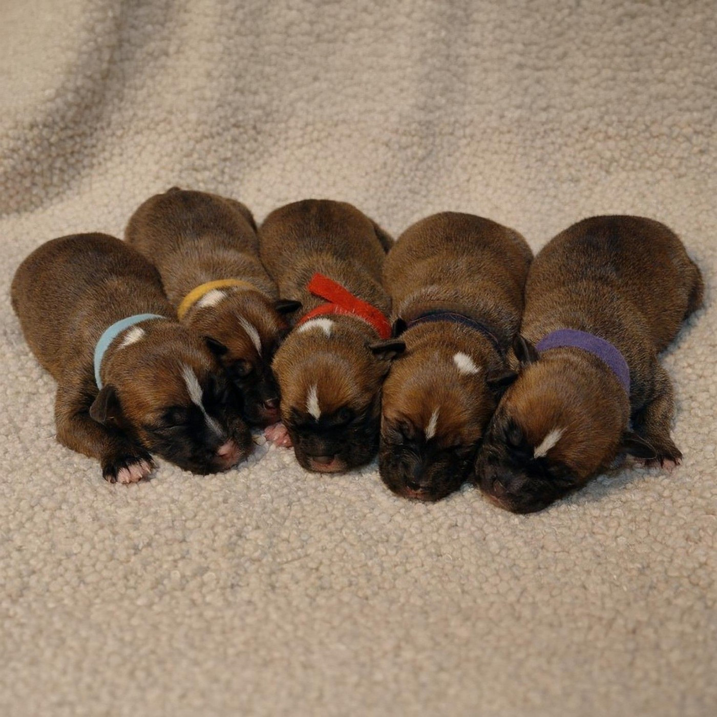 Saillie Extérieure 2026