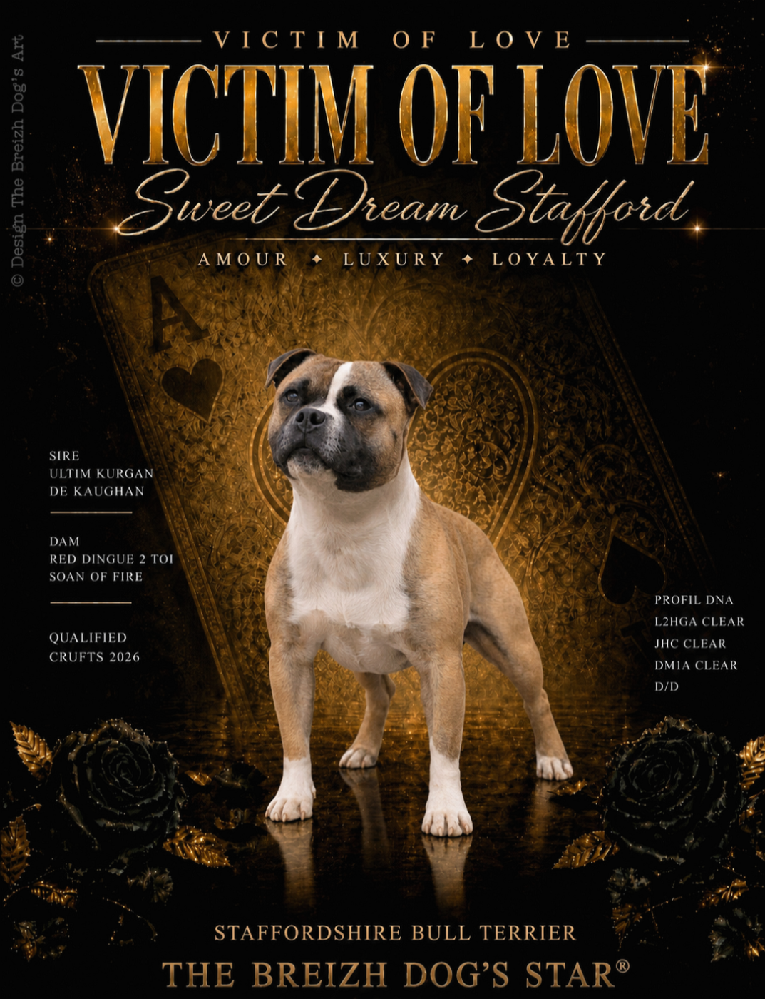 Disponible pour saillie - Victim Of'Love Sweet Dream Stafford