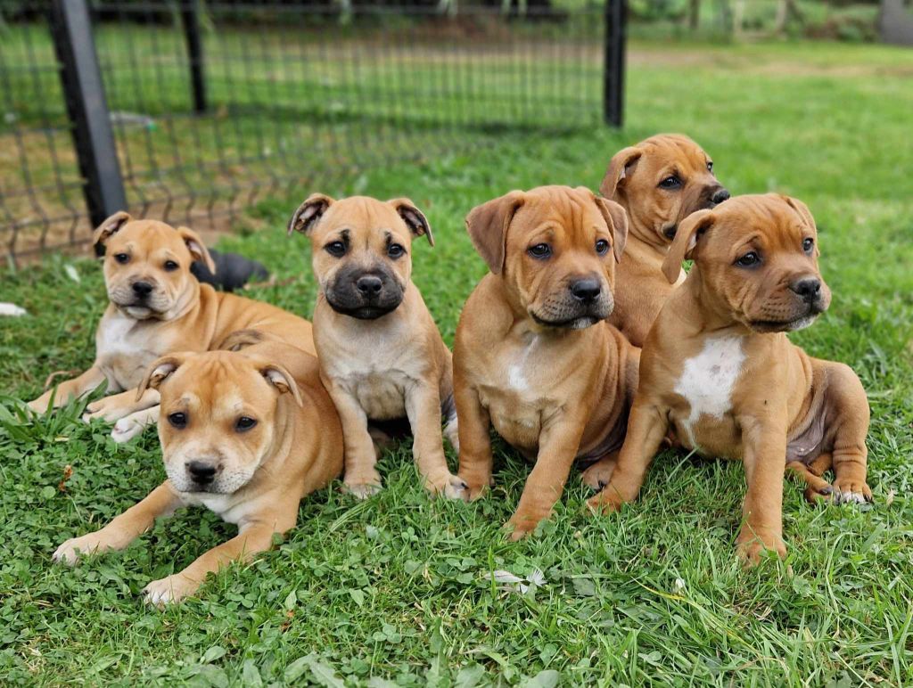 Les chiots de juillet 